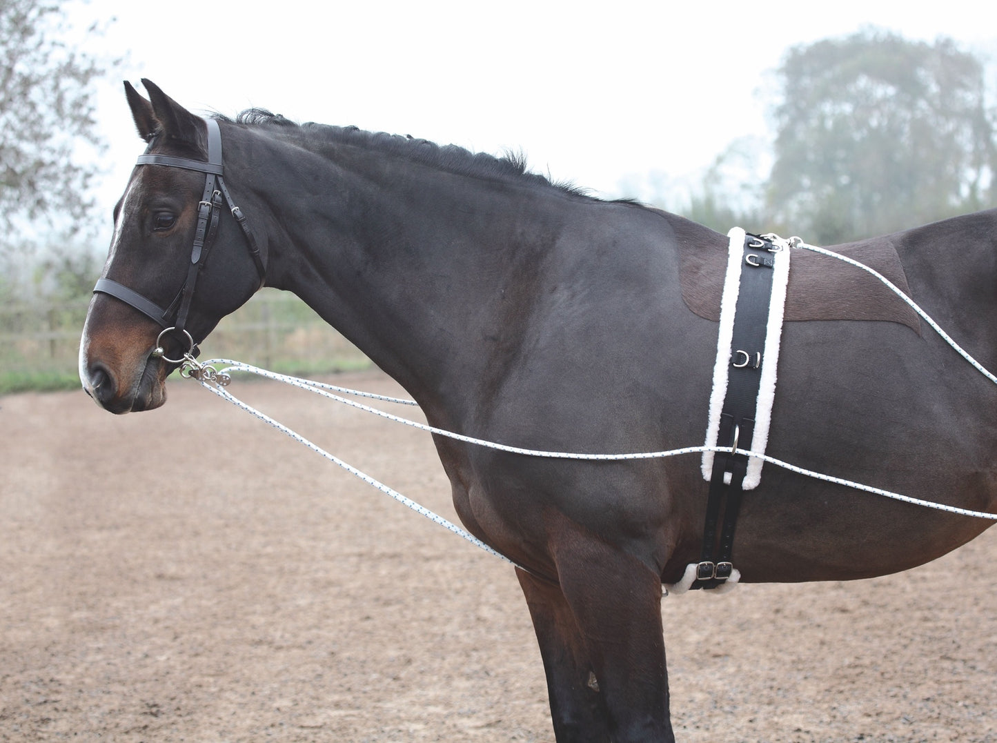 Shires ARMA Lunging Aid