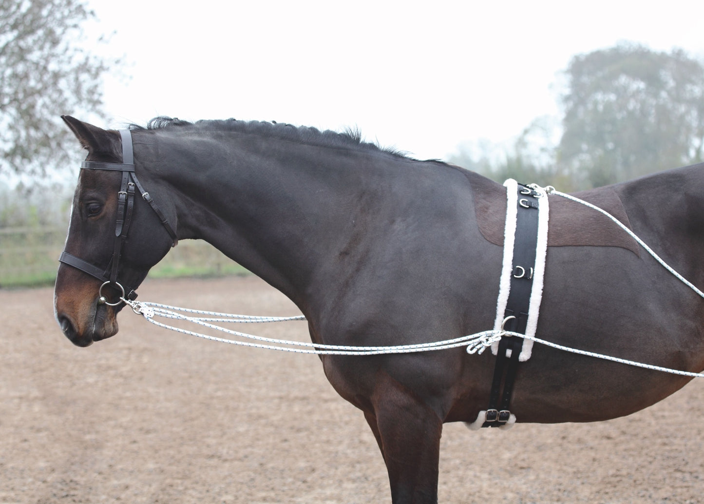 Shires ARMA Lunging Aid