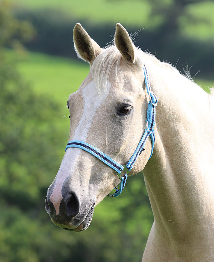 Shires Wessex Headcollar