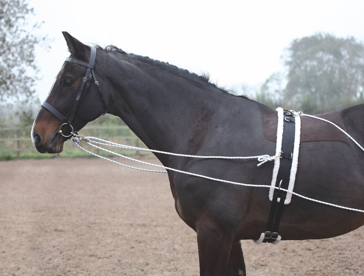 Shires ARMA Lunging Aid